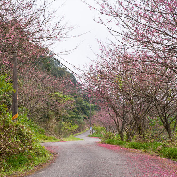 赤科山櫻花